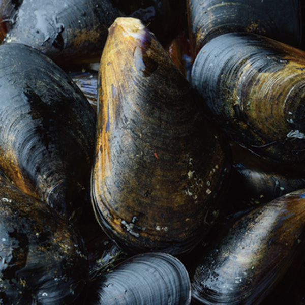 ﾌﾚｯｼｭ 三陸ﾑｰﾙ貝(中) 6-8cm・　1kg